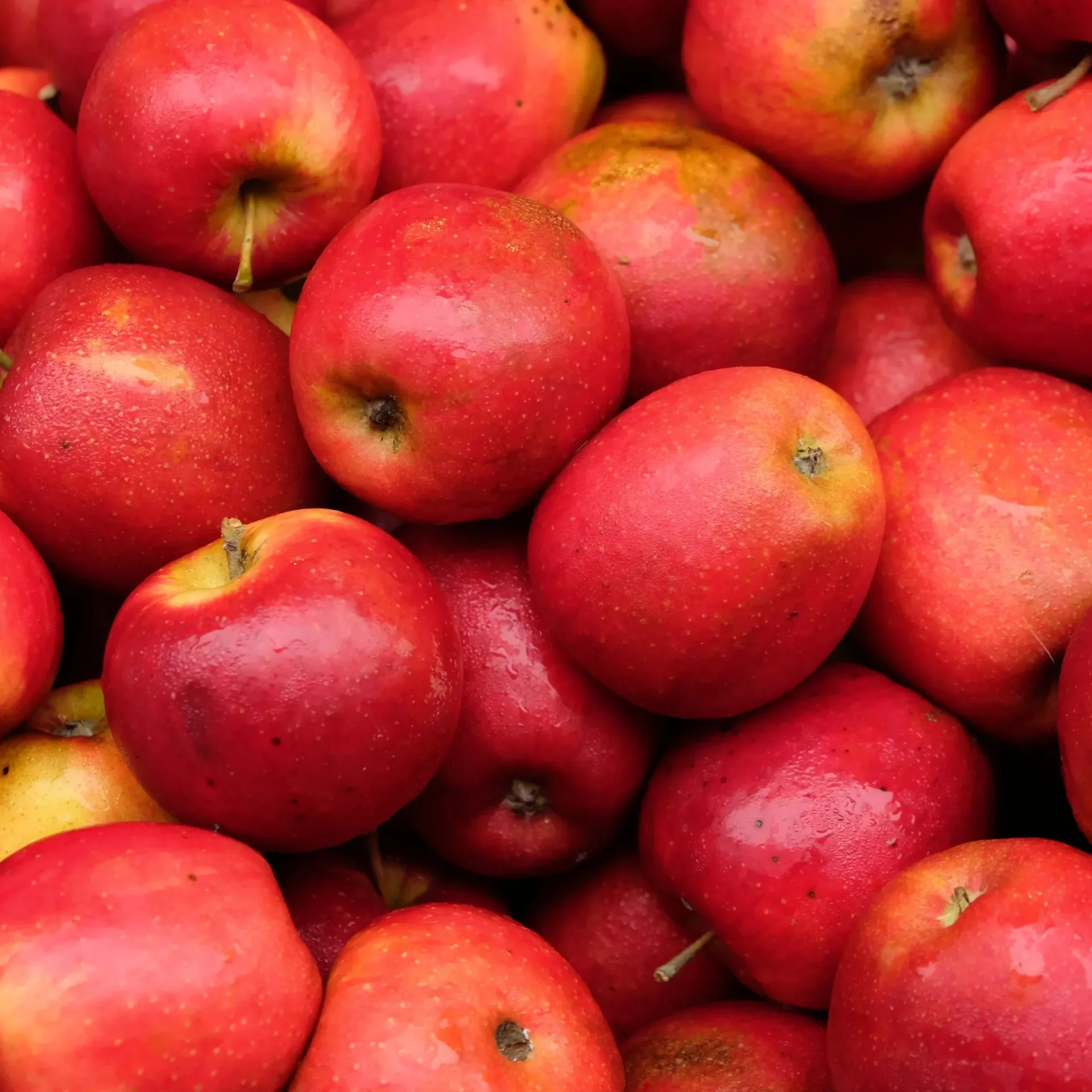 Apples